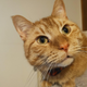 Cheddar the cat—and a possible scientist in the making?